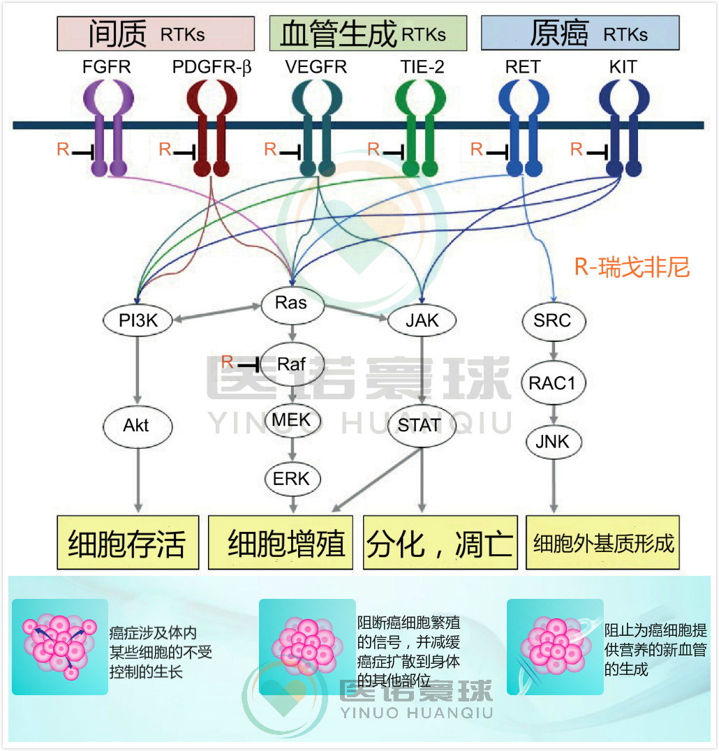 原创医诺寰球瑞戈非尼可同时治疗肝癌胃癌肠癌的药物