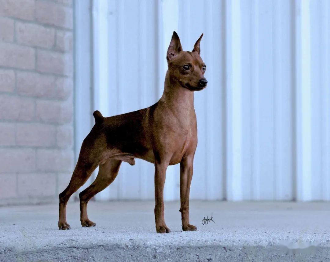 每日一王者"logan"——状态越来越好的美国akc迷你平犬新任no1