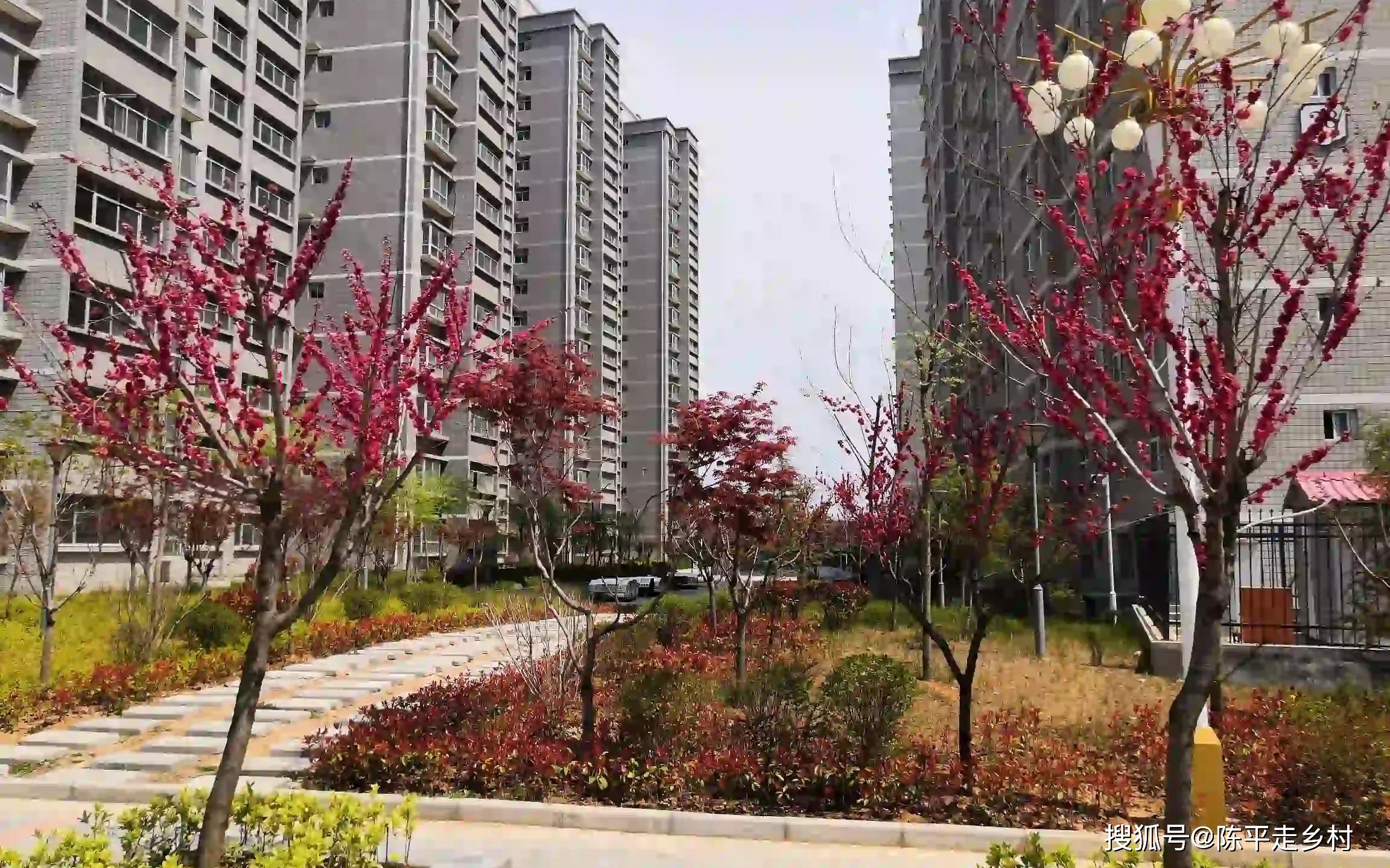 花开小城洛南,陕西洛南县阳光庭园小区已成花海