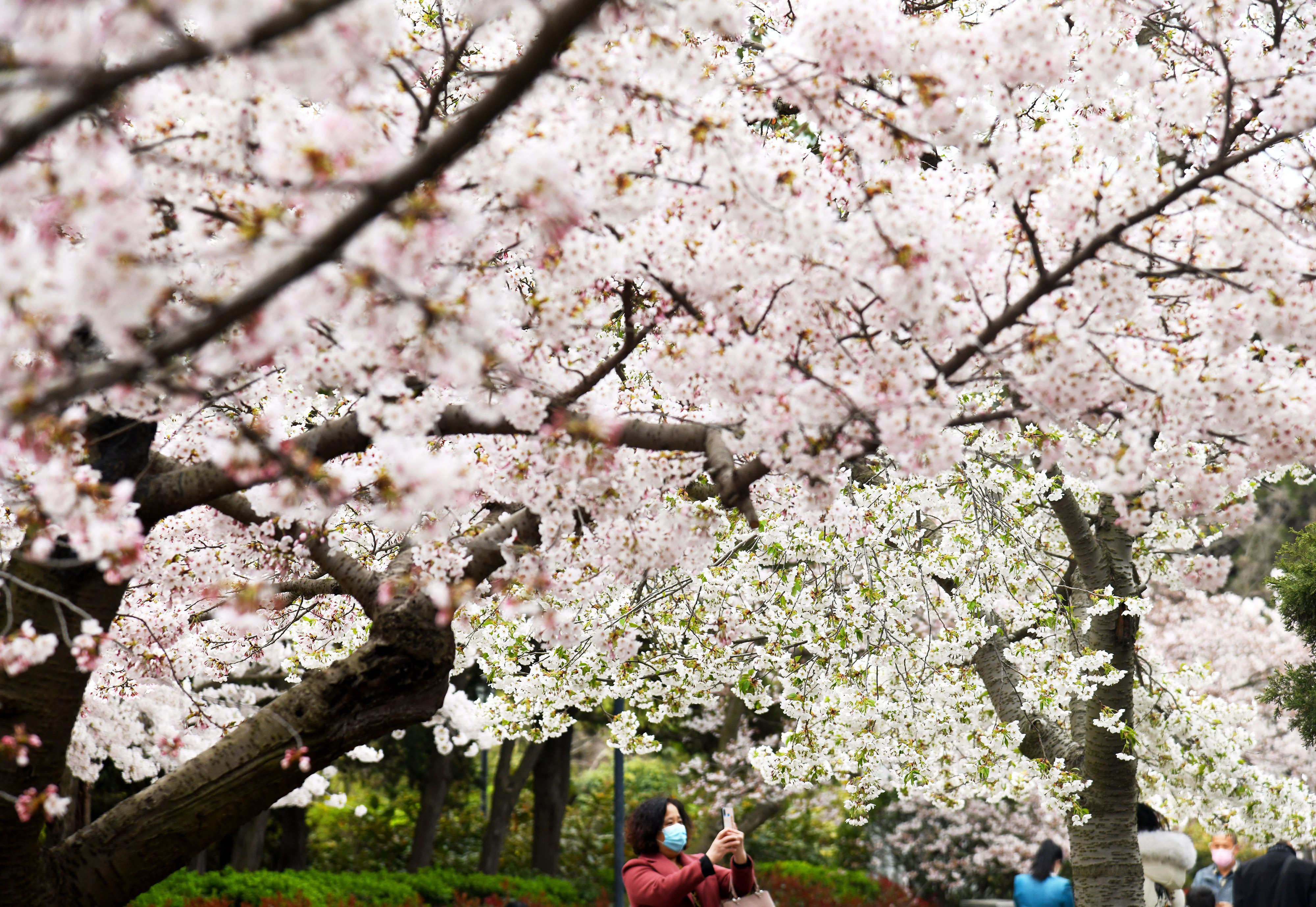 青岛樱花公园图片