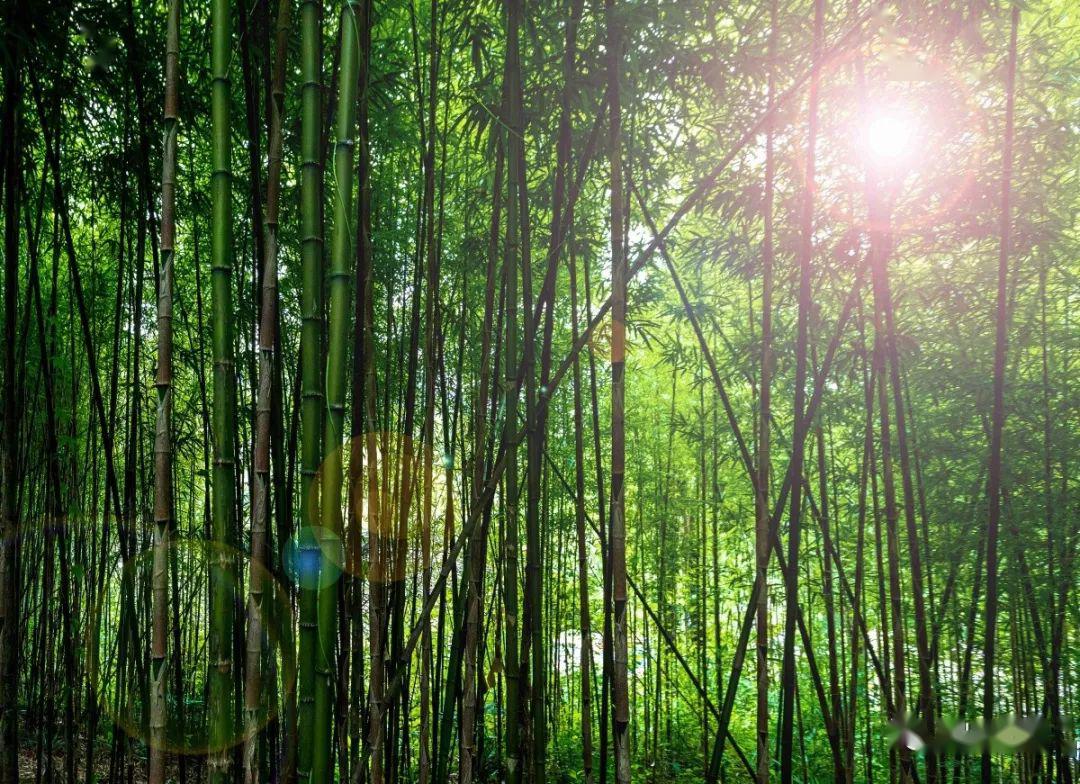 竹海漫步感受东方神韵之美
