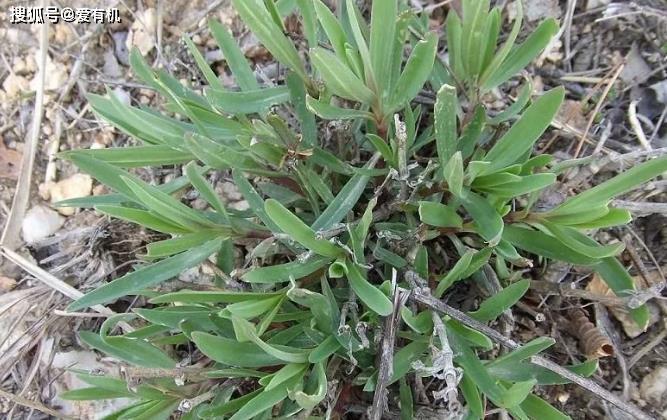 原创清明节后山上这野菜又嫩又香人称山苜楂你吃过吗