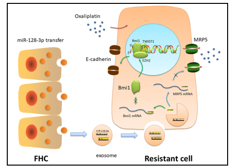 bmi1/e-cadherin与依赖atp