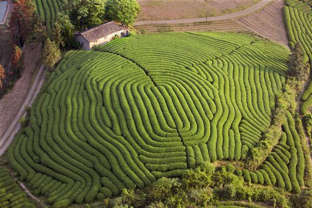 信阳云雾山茶场图片