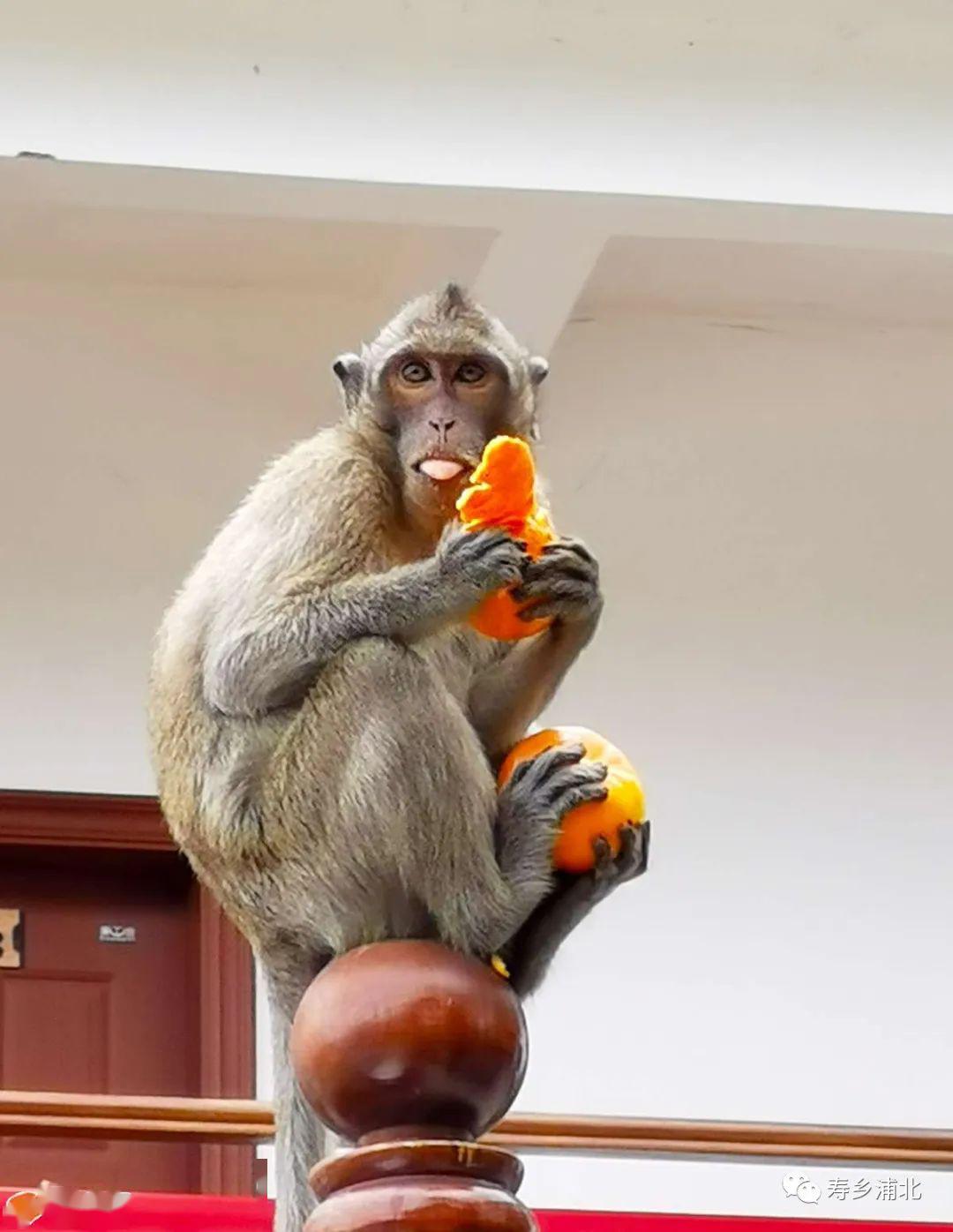 五皇山惊现调皮的野生猴子