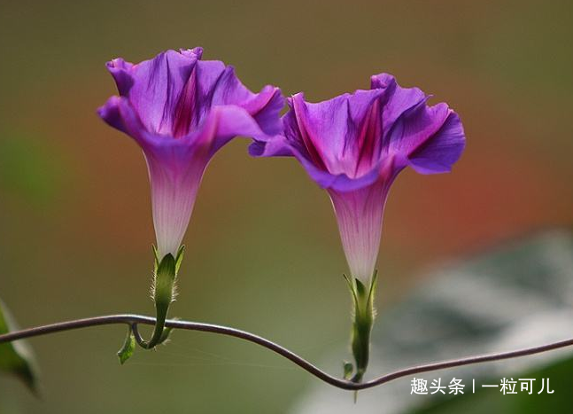 属相马属马的女性天生急性子