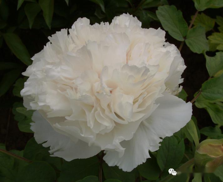 今日王城花情—香玉