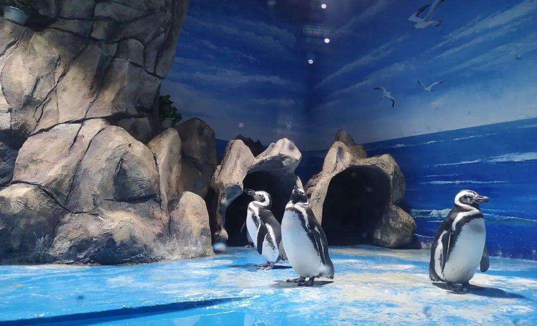 2万人次围观海豹馆大变样看网红海豹在线卖萌