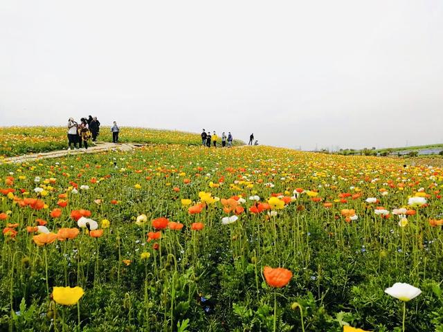 鎮江伏熱花海四月放飛夢想的地方