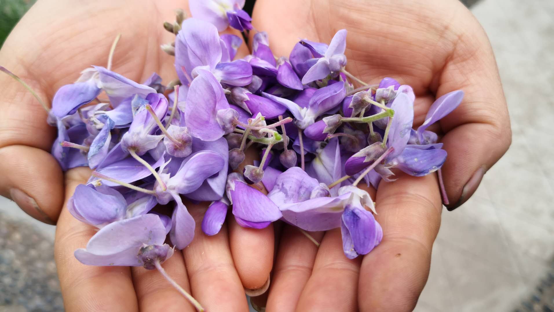 紫槐花有毒吗?我家隔三差五吃1次,绵软爽口,有毒说不靠谱