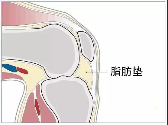 脂肪垫充填于膝关节前部的间隙,有加强关节稳定和减少摩擦的作用