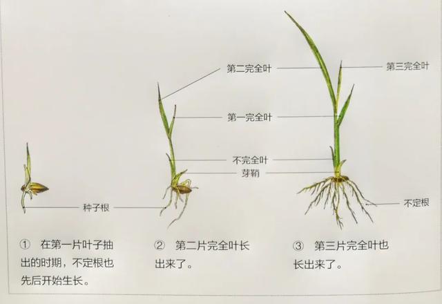 稻子的结构图图片