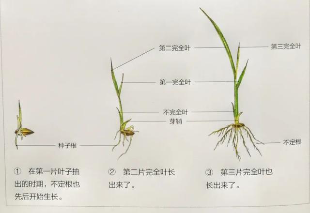 水稻的一生五个生长期图片