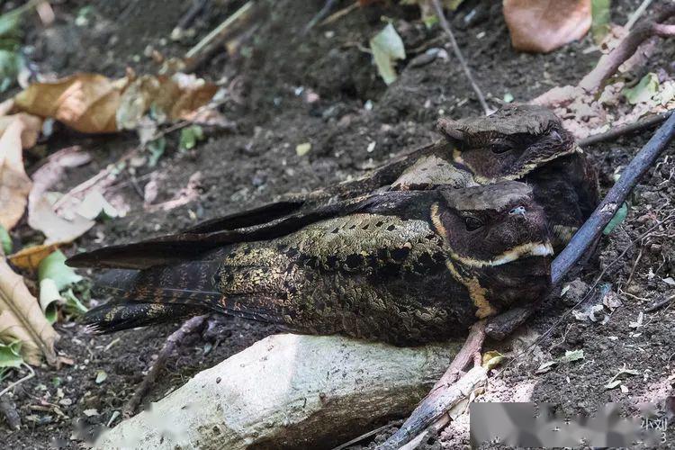 苏拉威西,下次我们还再来_翡翠