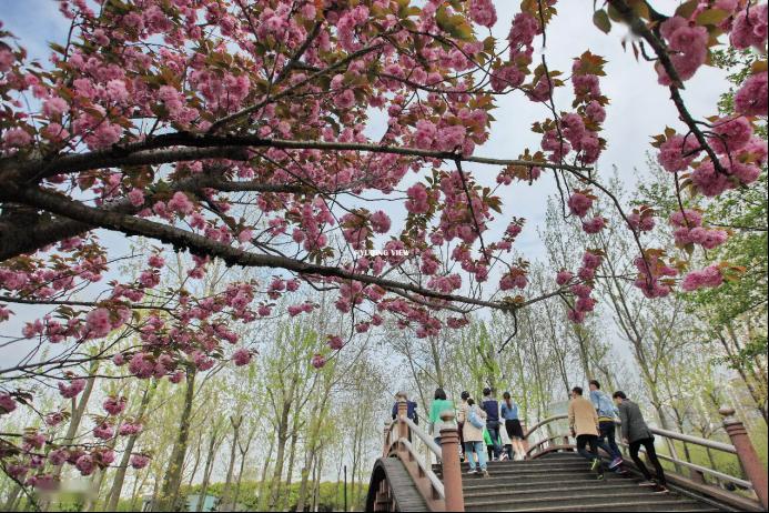 世纪公园樱花接力赛重瓣晚樱怒放正当时