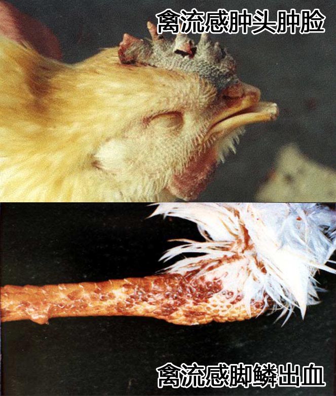 同为呼吸道疾病禽流感与新城疫又有哪些不同