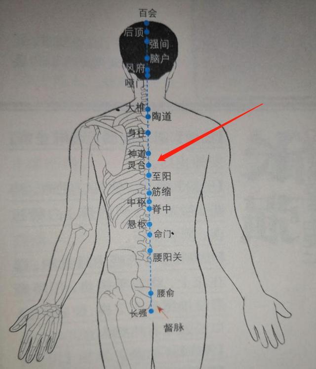 三阴交三阴交是足三阴经交汇的地方,位于我们小腿内侧,内踝尖往3寸
