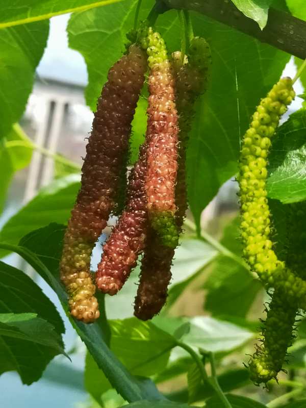 满庭芳华峰摘食桑椹丨知名诗人黄发滨