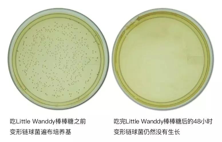 造成蛀牙的细菌有很多种,在这群恶徒中以「变形链球菌」为首.