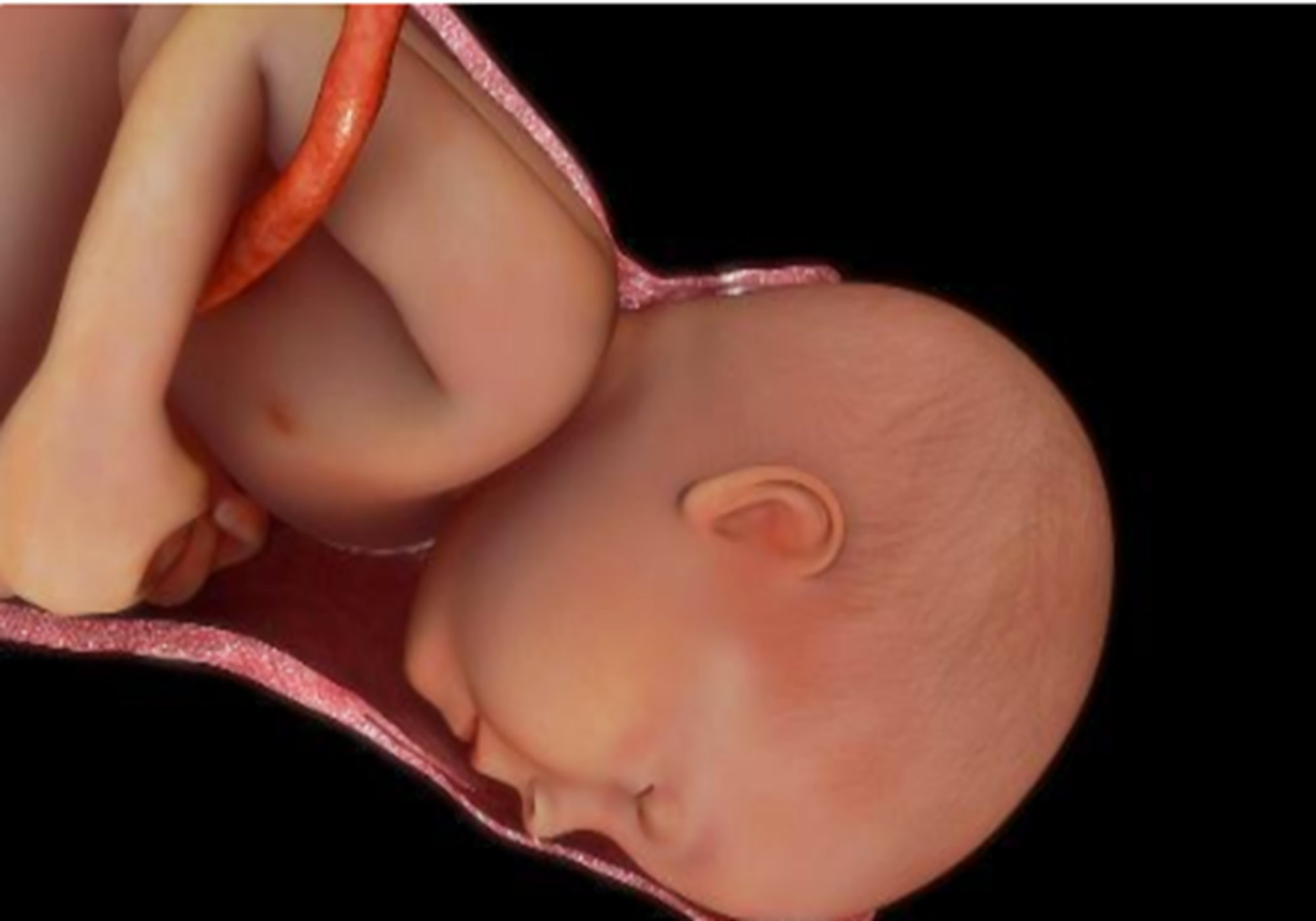 孕育过程,胎宝宝在娘胎里也会"保护妈妈",母子互补时刻好暖心_胎儿