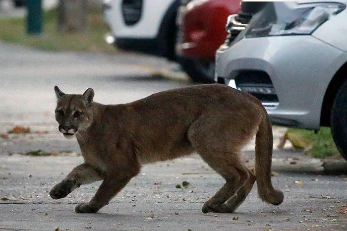 疫情再持續下去城市要變動物園了