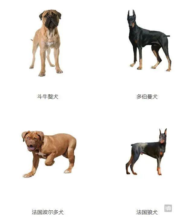 烈性犬名单 图图片