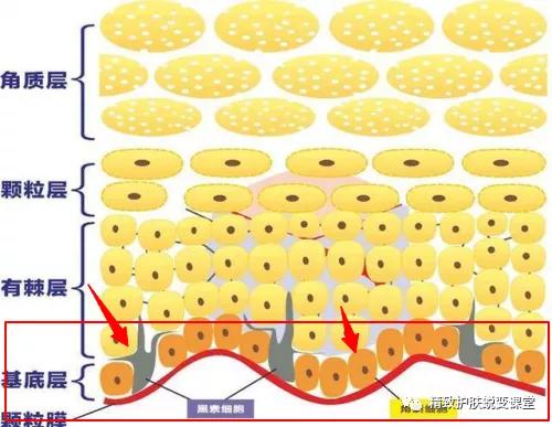 棘層,顆粒層,透明層以及最外層的角質層表皮層的結構就像平時吃的香香