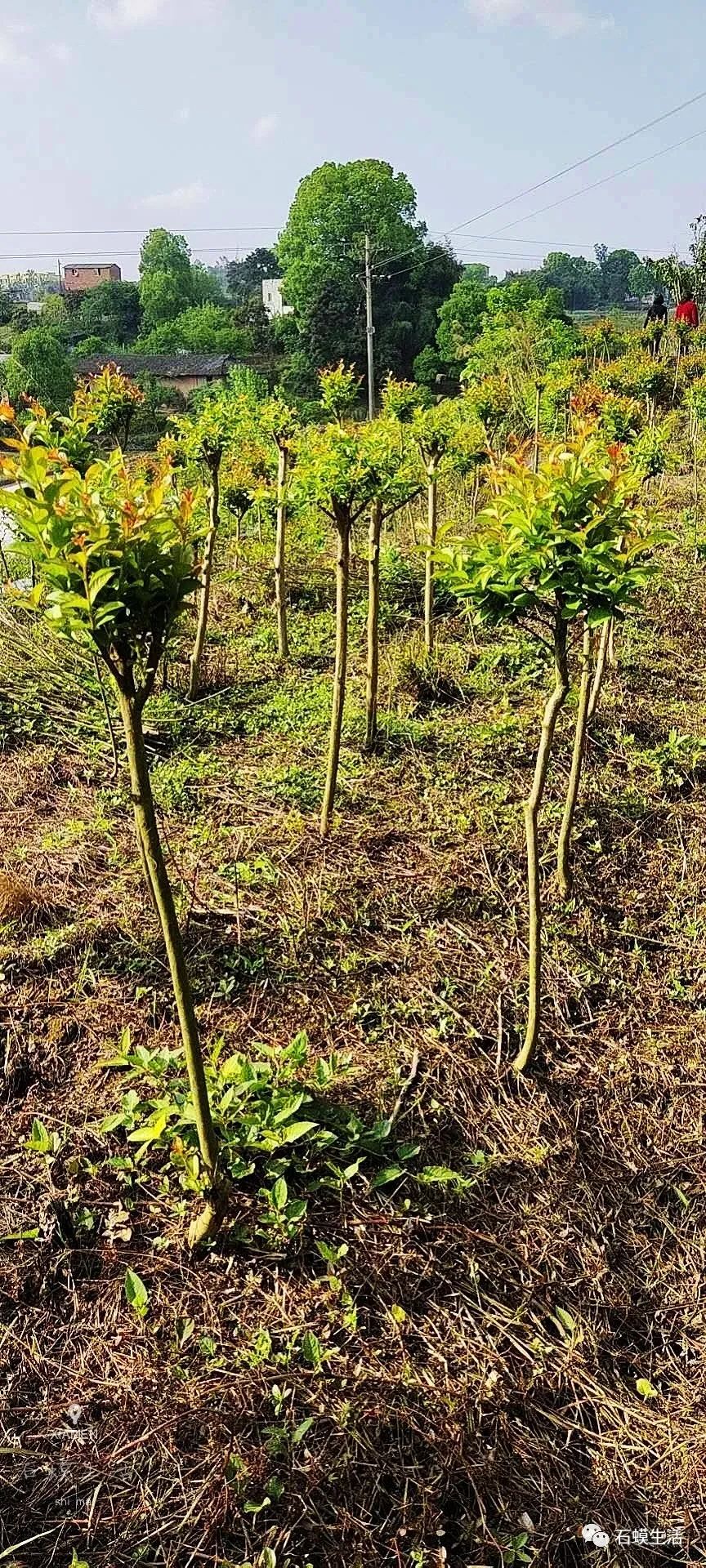 石蟆有几百株紫薇花树苗急需出售