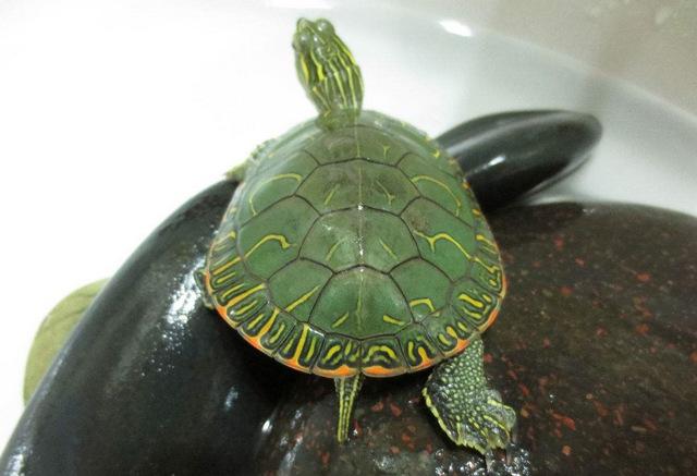 地球上10大最适合新手养的宠物龟,草龟和金钱龟领衔,你养了吗?