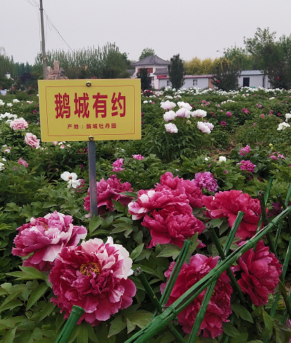 峰峰牡丹谷暂时不对外开放你还可以去这里赏牡丹