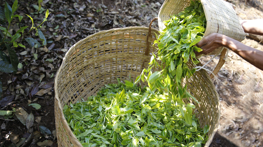 老班章新茶价格