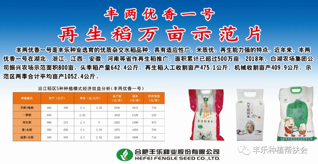 央视《新闻联播》报道种粮大户杨明荣种植再生稻丰两优香一号