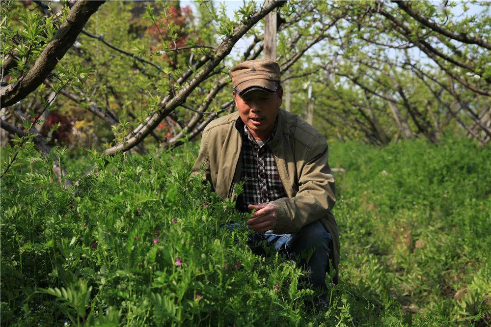 一种土生土长,适应性强,能诱引蚜虫的果园生草品种_野豌豆
