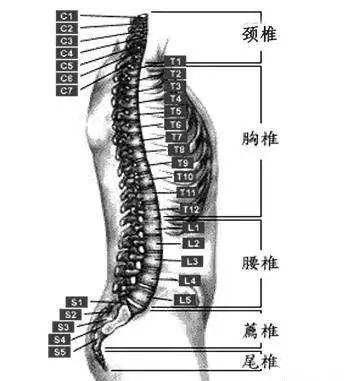 脊椎T11位置真人图图片