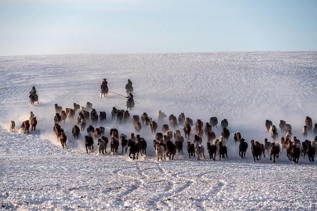 奔腾骑手叼羊跋涉驼队鹿羊驼放羊归来牛群捕食狼人文景观雪乡雪地拍摄