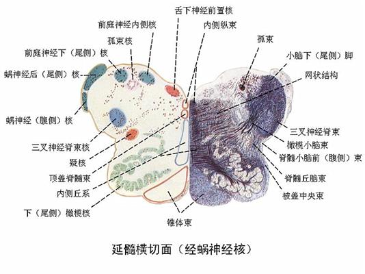 【康复大讲堂】疫情之下康复学习系列课程8—"脑干的内部结构之脑干神