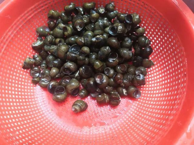 2. 盆中加水,放入2滴油,搅拌均匀后,倒入螺蛳,浸泡半小时.