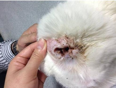 你家的比熊犬这样养不出问题才怪