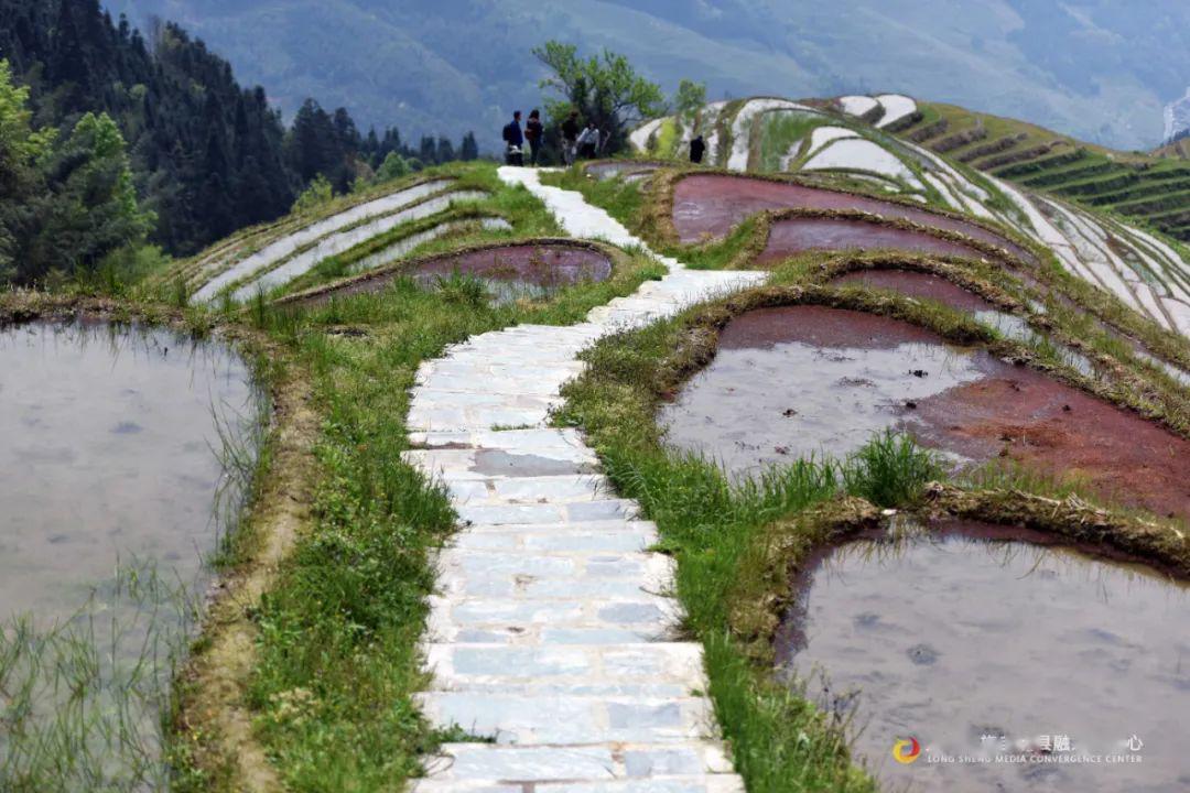 龙脊梯田逐步灌水,醉美镜面梯田即将呈现!
