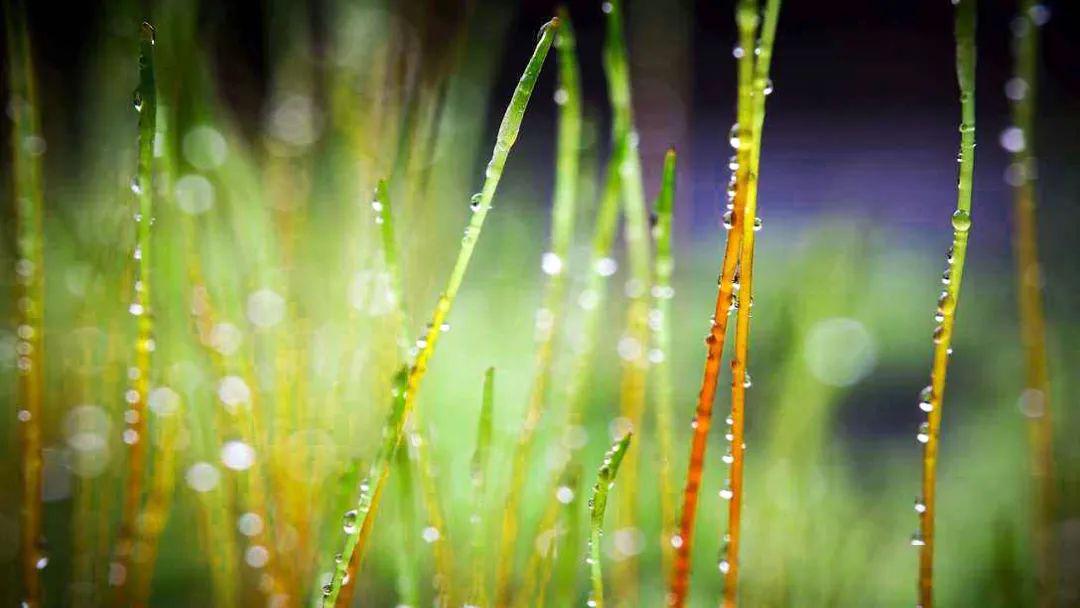 清明節專題|清明時節雨紛紛