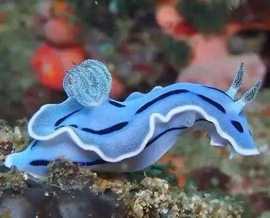 海兔,海牛,西班牙舞娘…一起嗨起来!