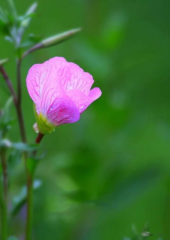 漂亮的小花花