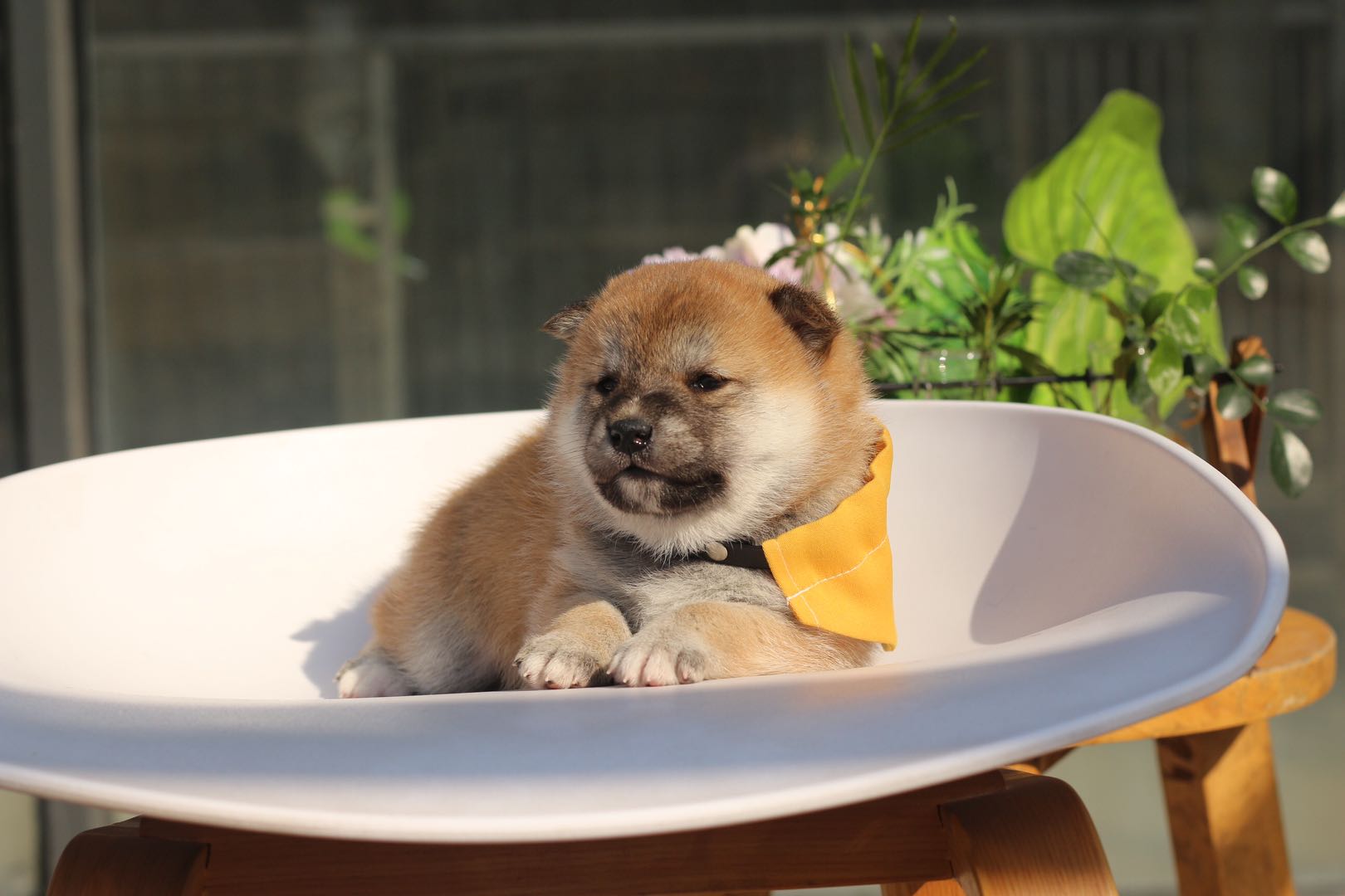 小柴君柴犬的个人展示页