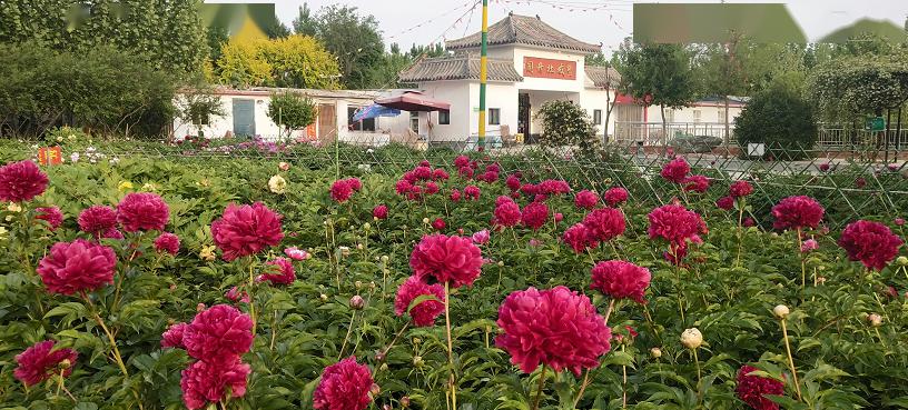 峰峰牡丹谷暂时不对外开放你还可以去这里赏牡丹