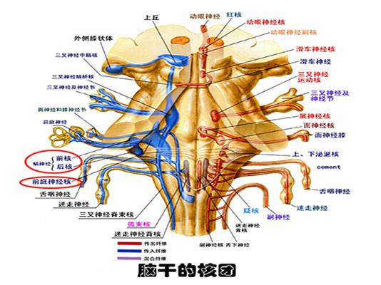 (七)特殊躯体感觉核由三叉神经脊束核发出纤维越中线交叉至脑干对侧半