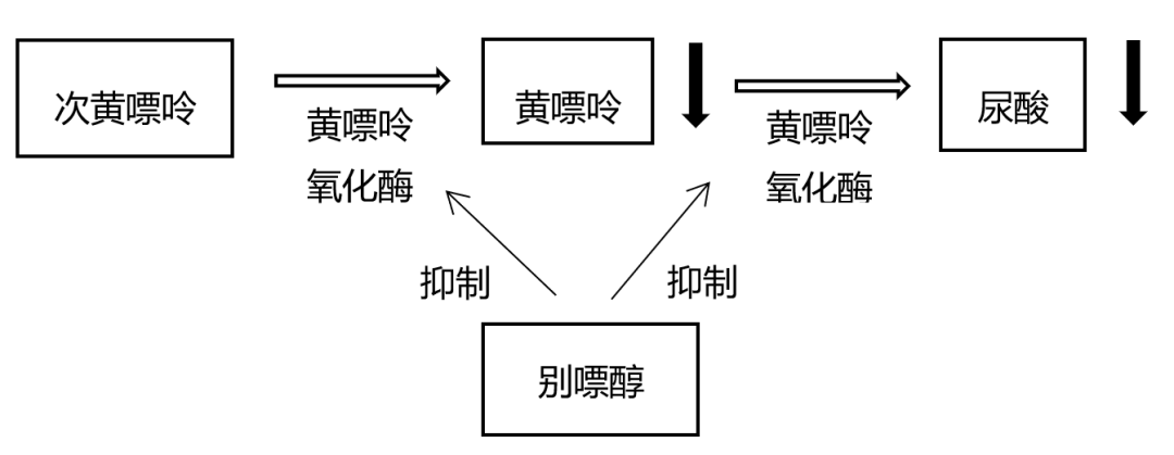 别嘌醇及其代谢产物通过抑制黄嘌呤氧化酶,阻断次黄嘌呤和黄嘌呤向