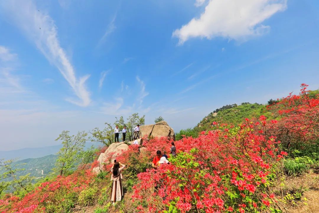 春游江淮请您来最美人间四月天魅力六安邀您来赏花杜鹃花开映山红