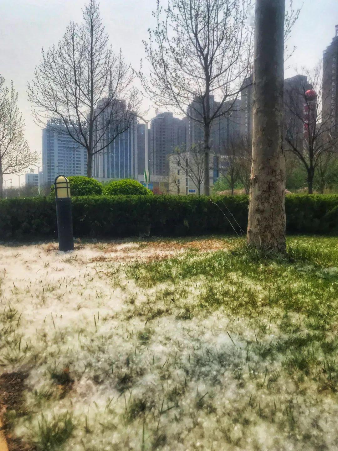 转发扩散!_飞絮