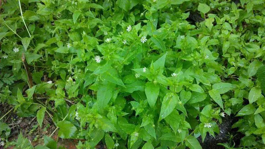 每日一花鹅肠草繁殖力强开白色星形小花