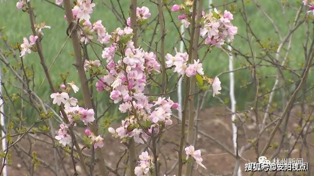 林州市姚村鎮做足水文章不久的將來這裡將是江南水鄉